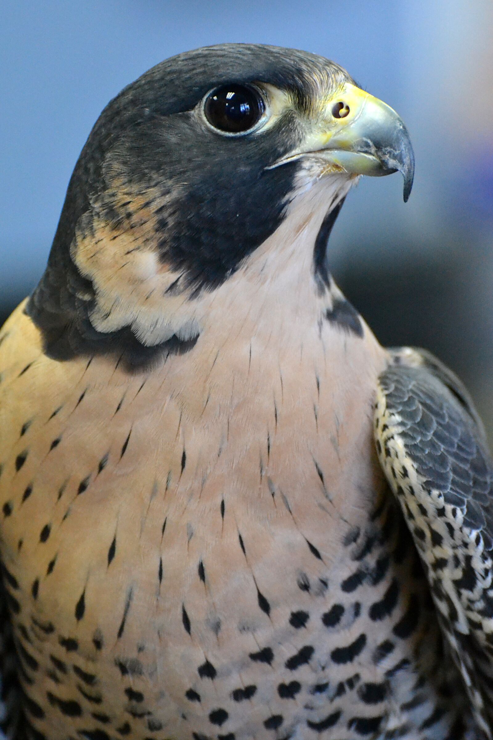 Nikon D3100 sample photo. Falcon, florida, animal photography