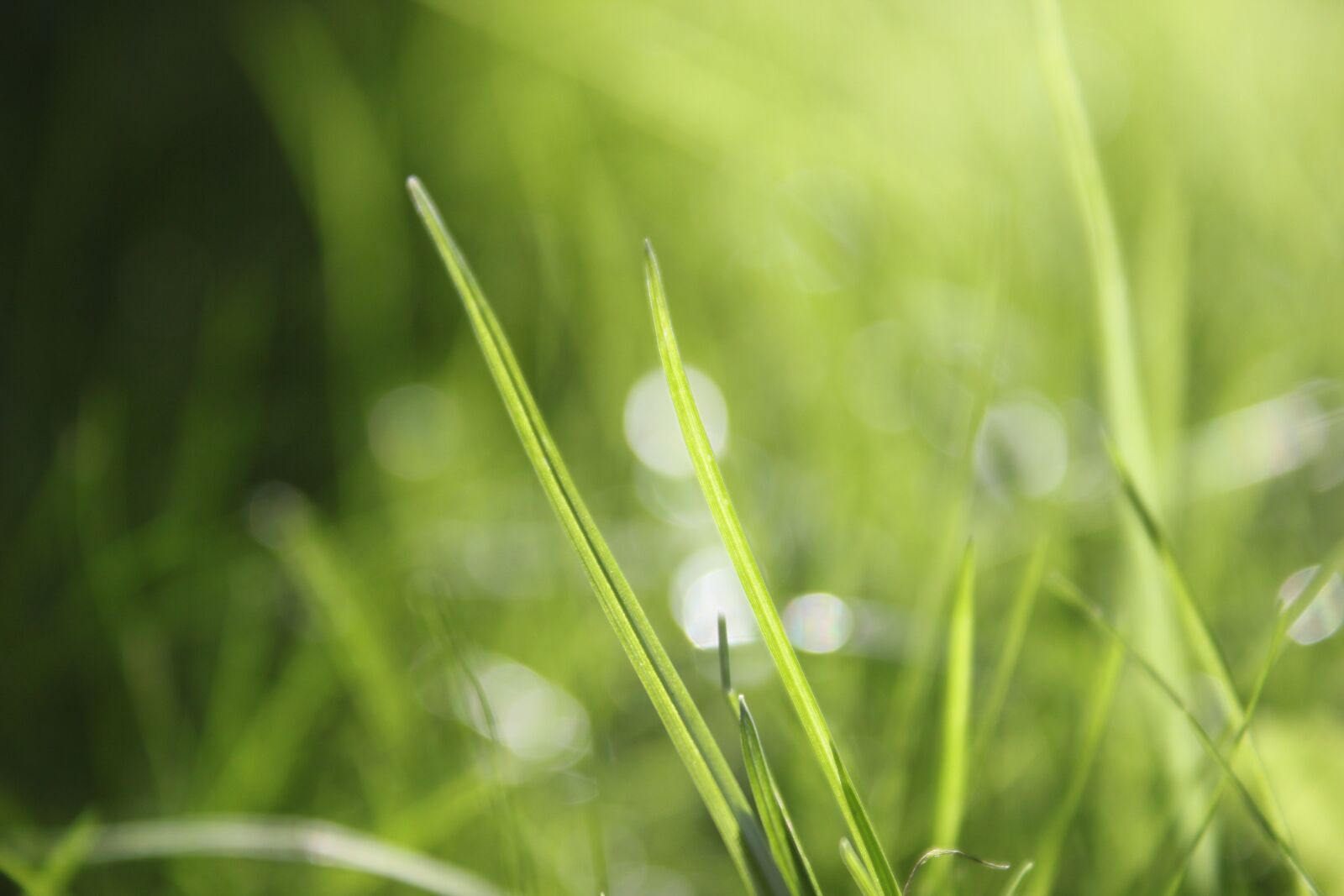 Canon EOS 550D (EOS Rebel T2i / EOS Kiss X4) sample photo. Grass, bokeh, nature photography