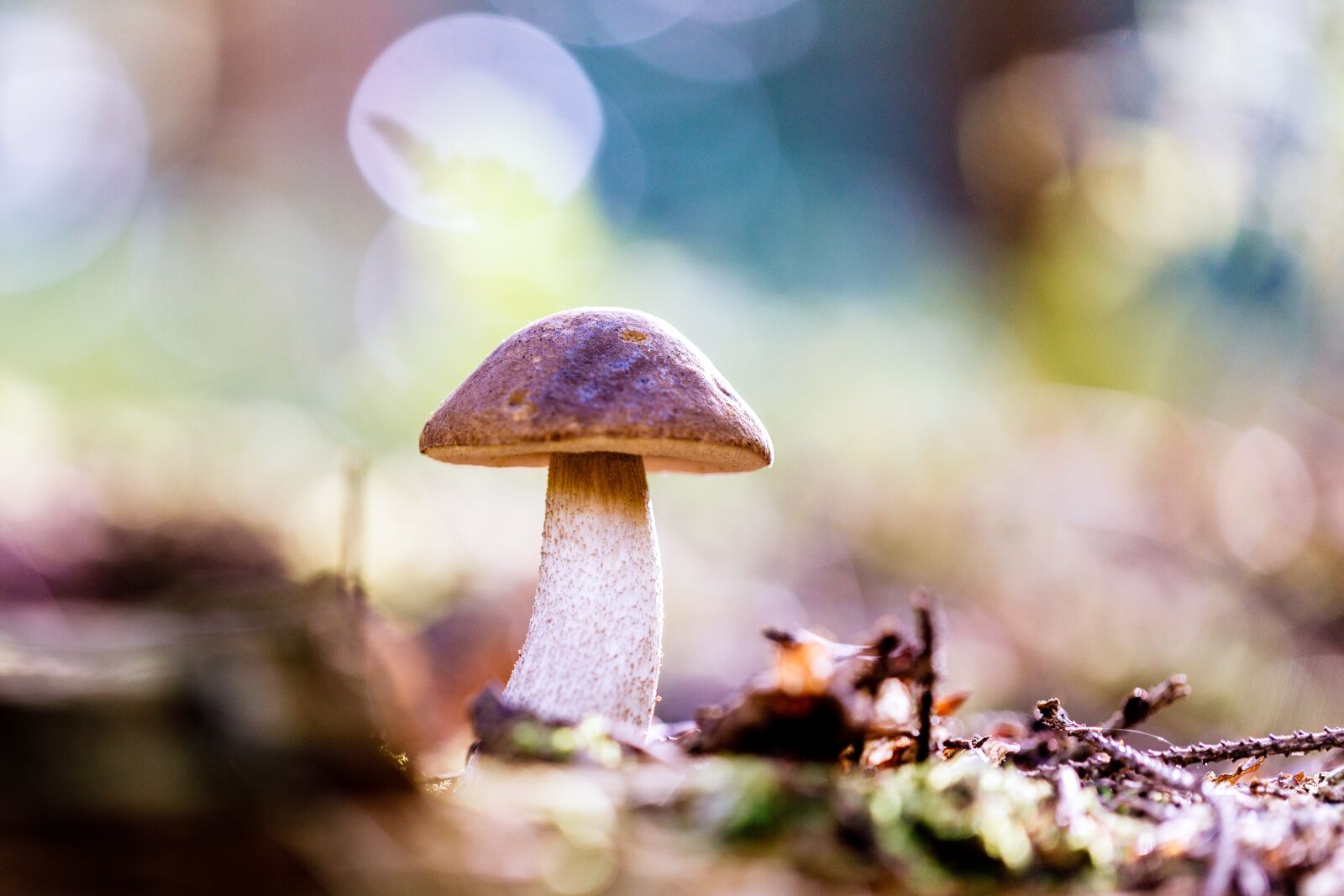 Canon EF 100mm F2.8L Macro IS USM sample photo. Sponge, forest floor, autumn photography