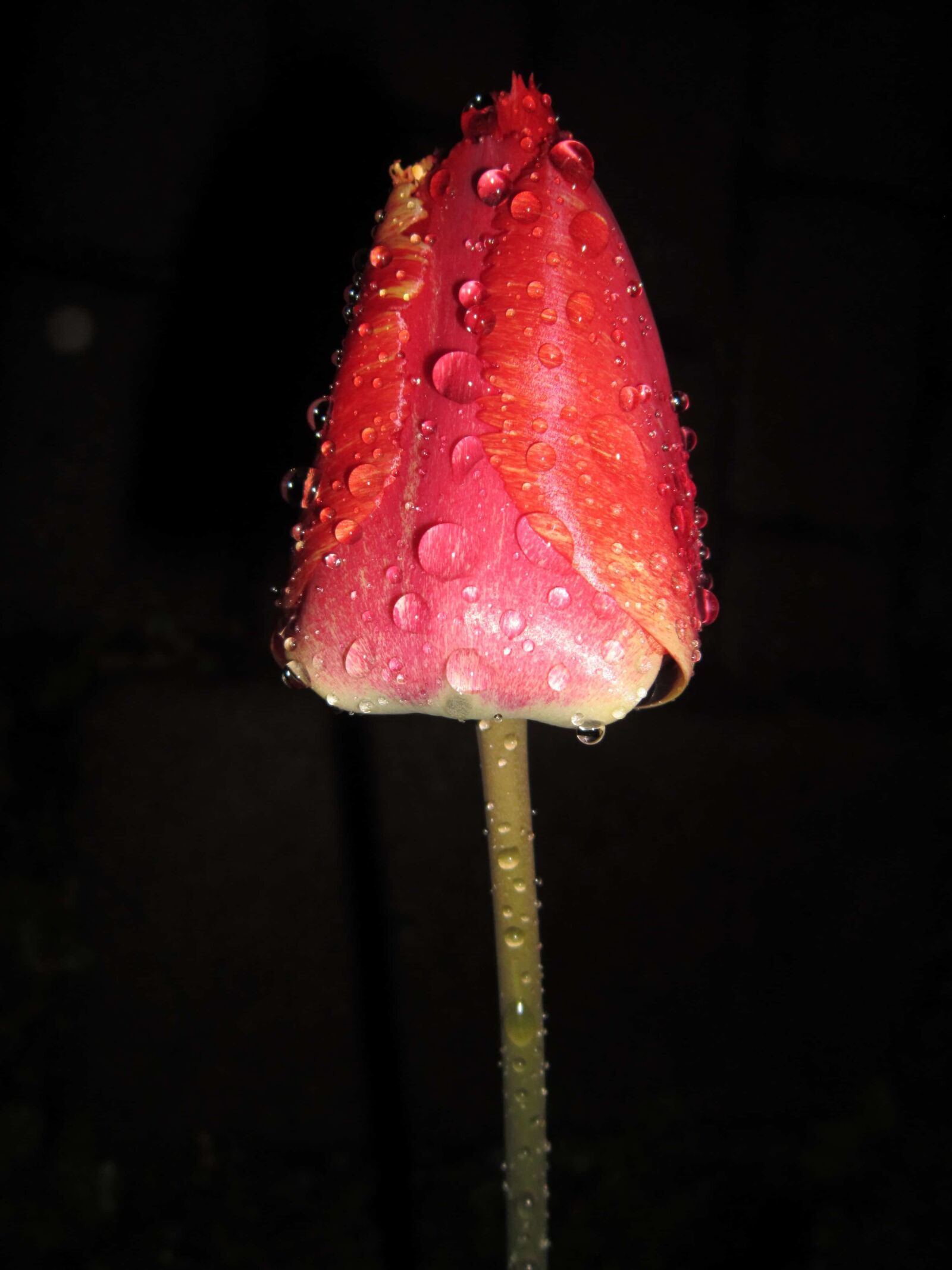 Canon PowerShot A3200 IS sample photo. Flower, nature, dew, moisture photography
