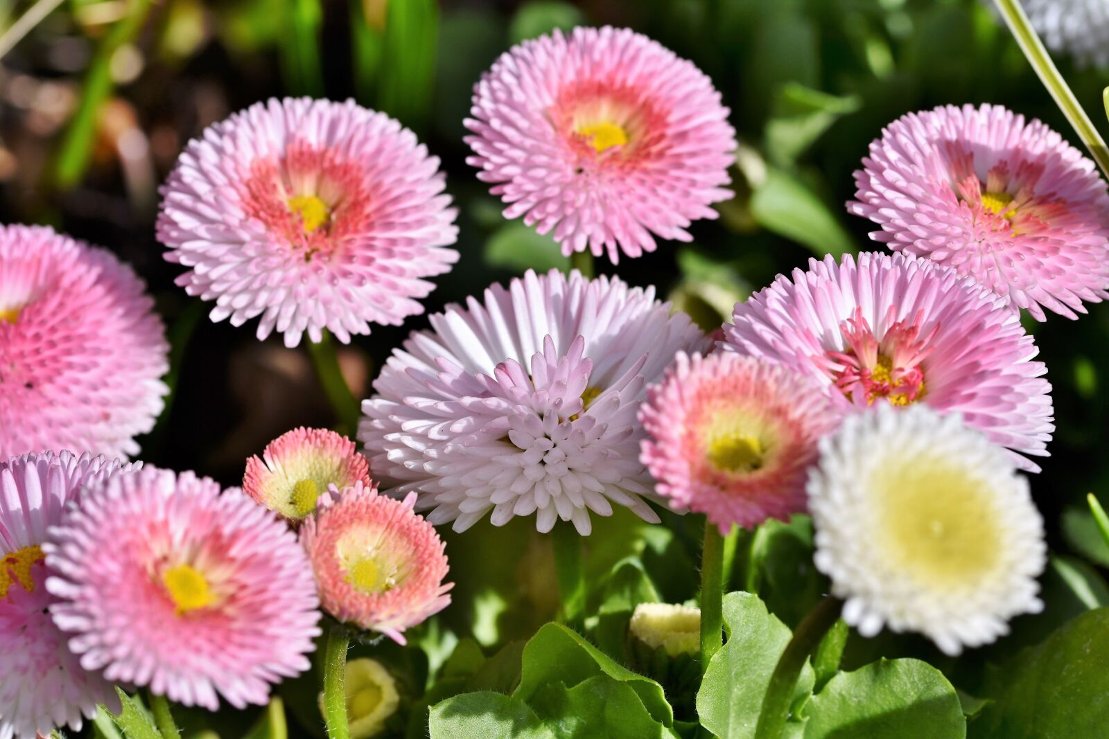 Nikon D7200 sample photo. Daisy, geese flower, spring photography