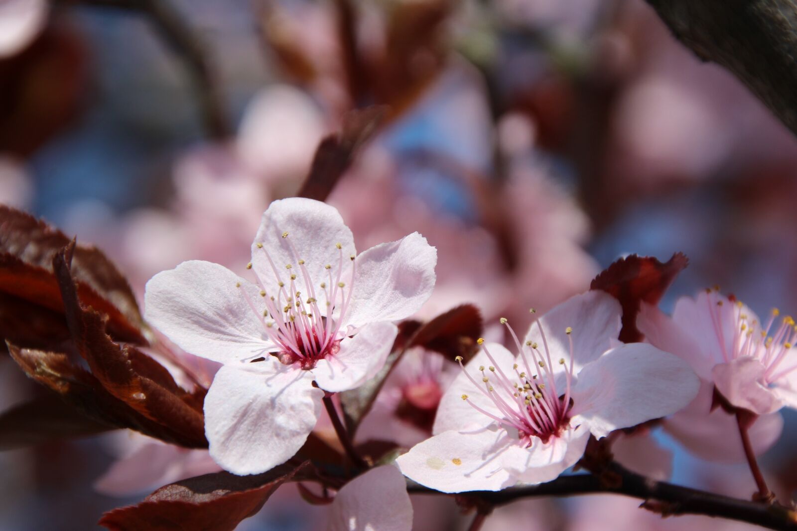 Canon EOS 1200D (EOS Rebel T5 / EOS Kiss X70 / EOS Hi) sample photo. Blossom, bloom, blood plum photography