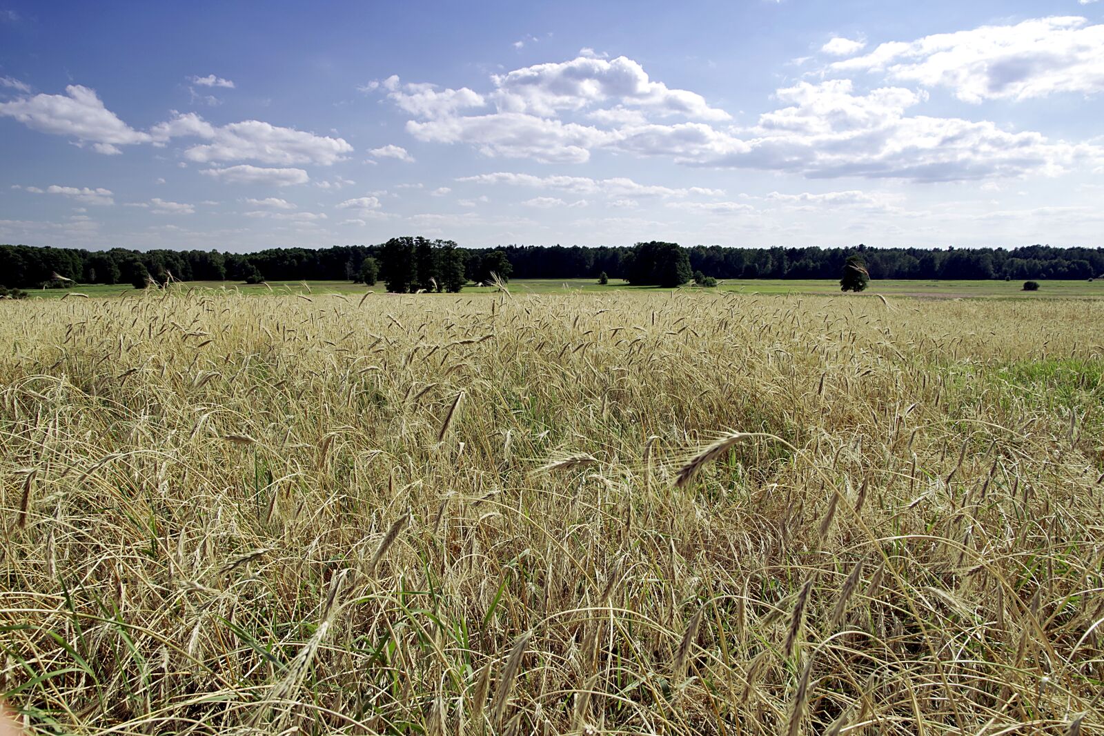 Pentax K-S2 sample photo. Field, corn, agriculture photography