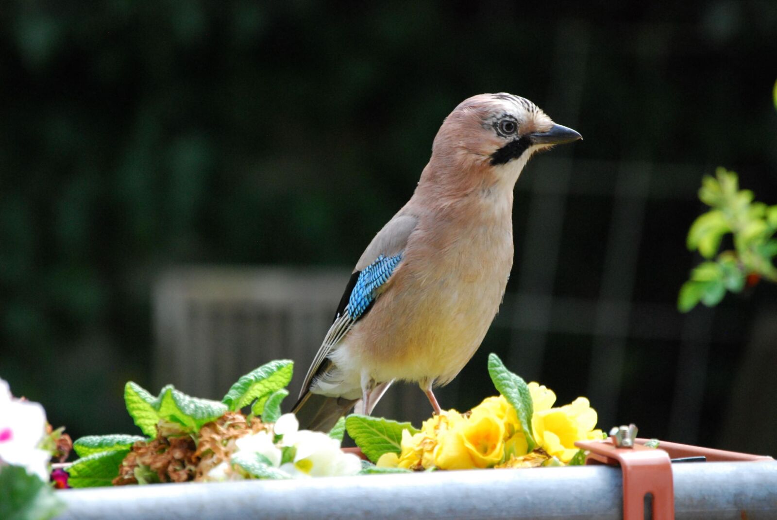 Nikon D40X sample photo. Jay, bird, garden photography