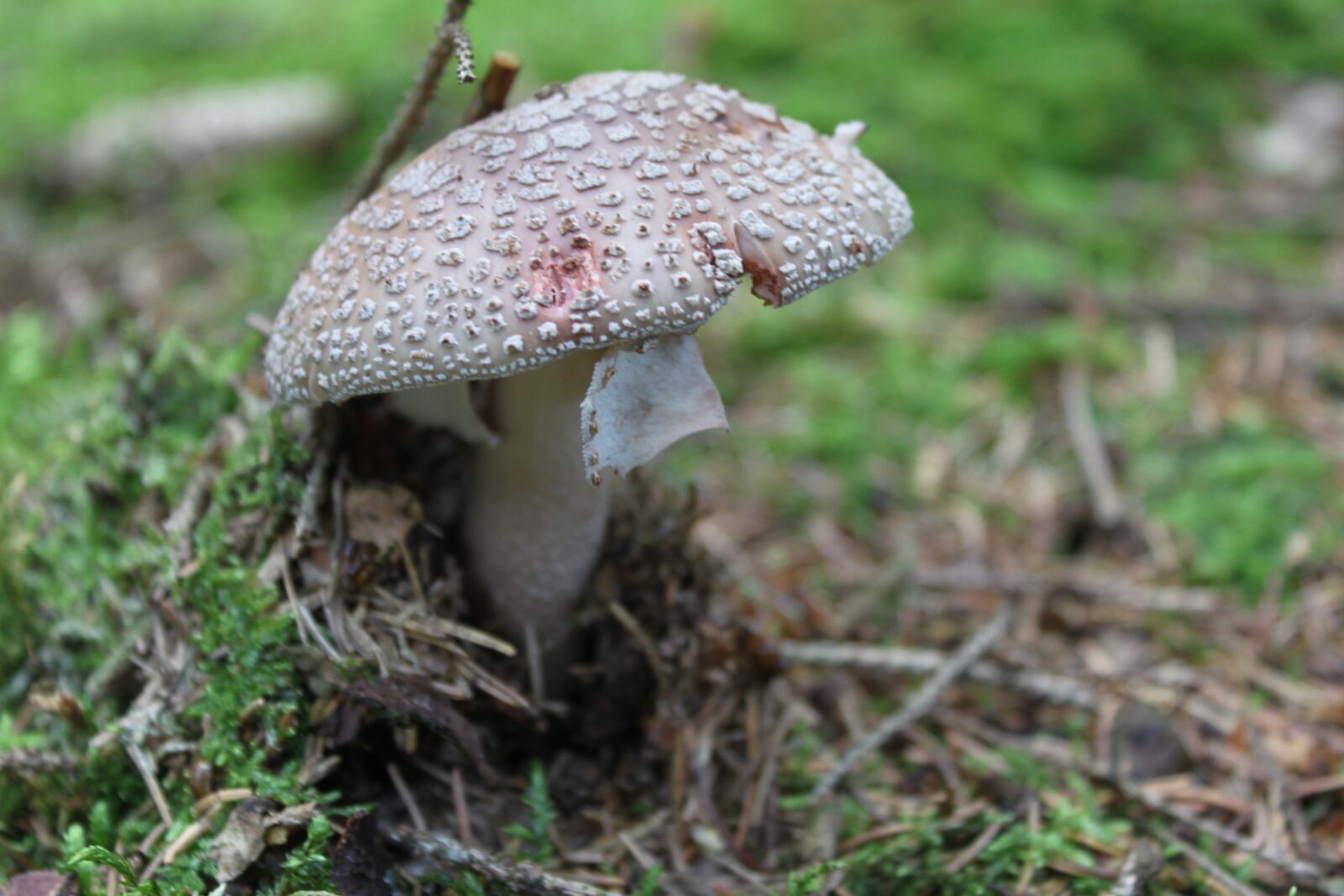 Canon EOS 500D (EOS Rebel T1i / EOS Kiss X3) sample photo. Mushroom, forest, ground photography
