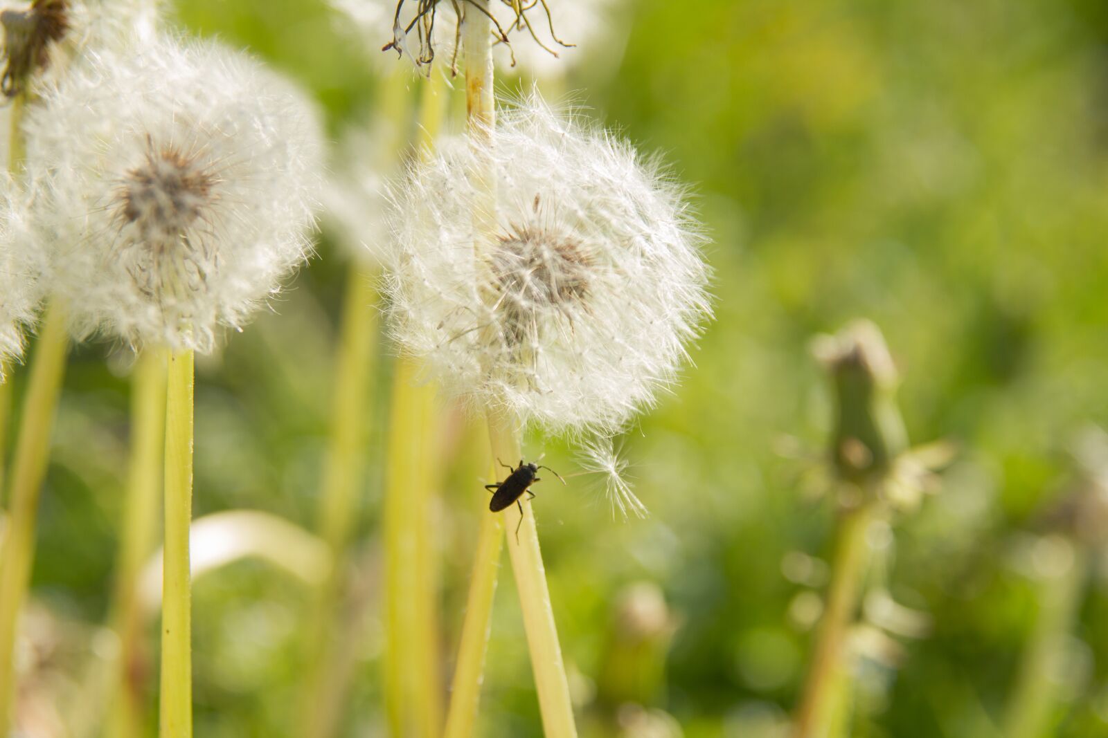 Canon EOS 550D (EOS Rebel T2i / EOS Kiss X4) sample photo. Dandelion, dandelion bunch, nature photography