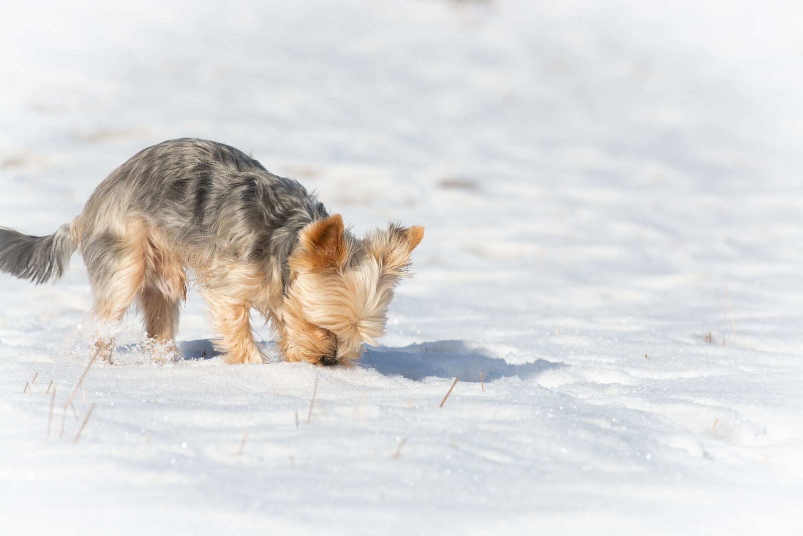Nikon D7100 sample photo. Dog, small, snow photography