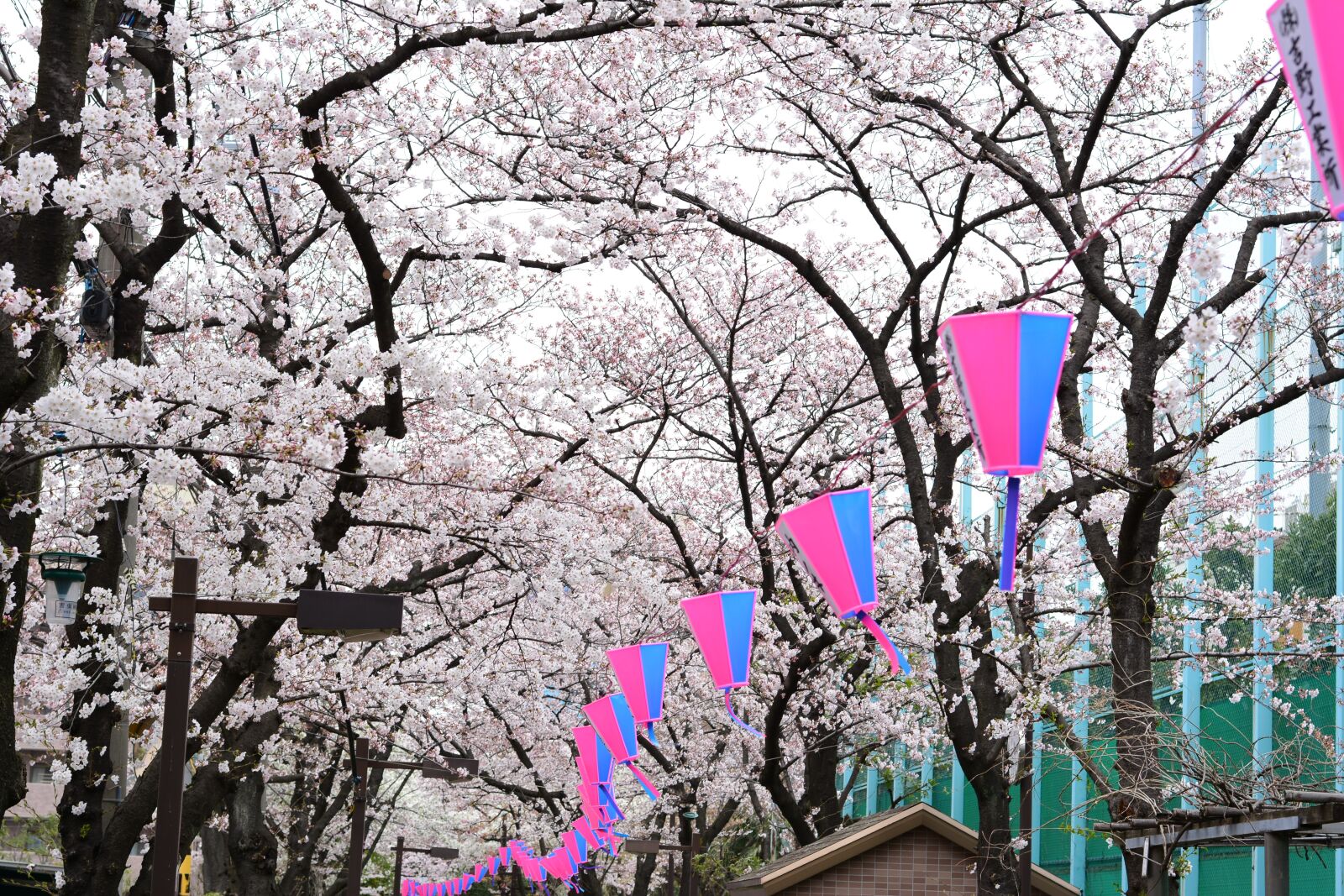 Nikon D5200 sample photo. Japan, cherry blossom, full photography