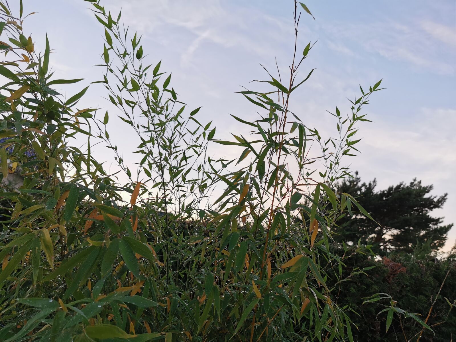 HUAWEI P30 Pro sample photo