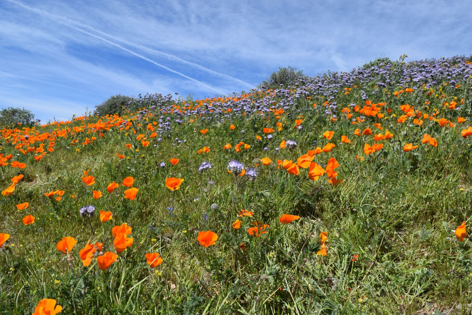 Nikon D3300 sample photo. Poppies, desert, wildflower photography