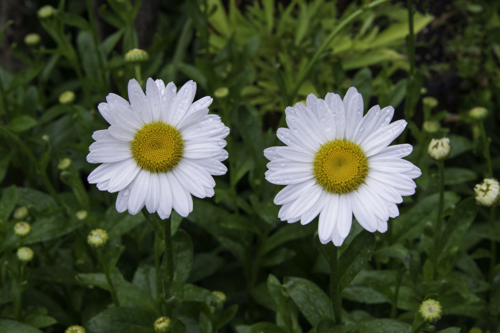 Nikon D800 sample photo. Two flowers, white, mohan photography