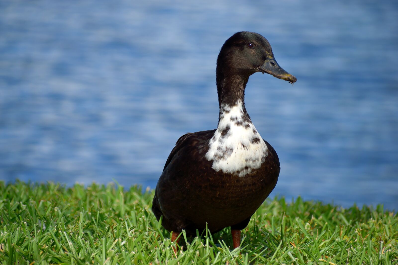 Nikon D3300 sample photo. Duck, wildlife, avian photography