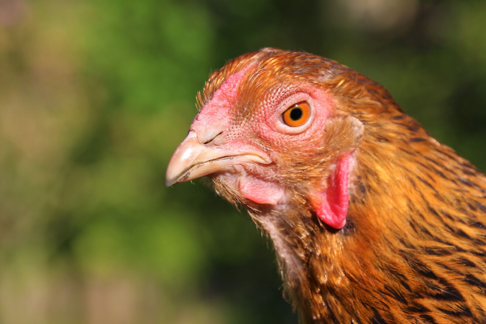Canon EOS 700D (EOS Rebel T5i / EOS Kiss X7i) sample photo. Chicken, hen, animal photography