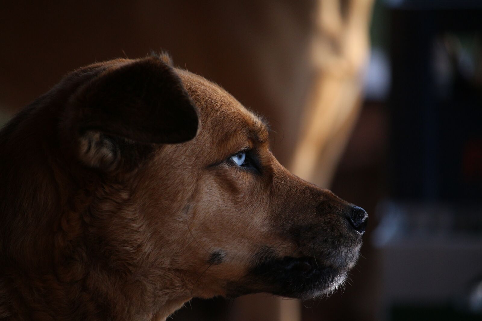 Canon EOS 700D (EOS Rebel T5i / EOS Kiss X7i) sample photo. Dog, hybrid, eyes photography