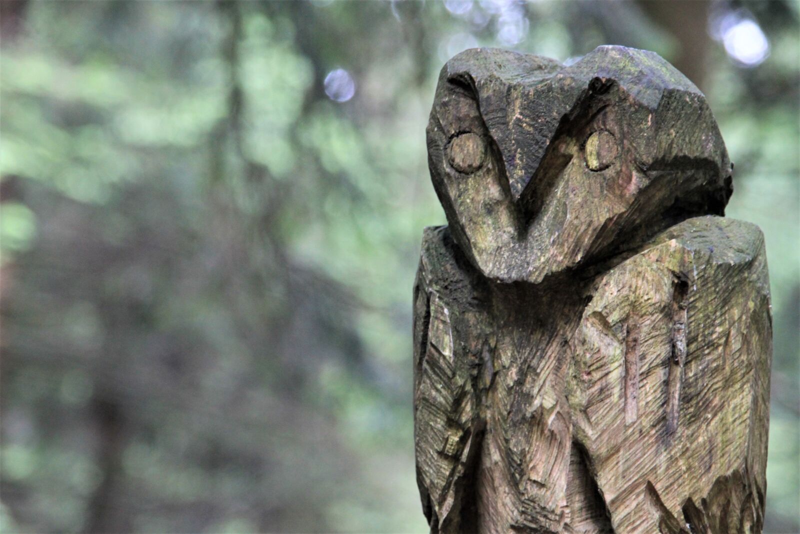 Canon EOS 500D (EOS Rebel T1i / EOS Kiss X3) sample photo. Owl, wood, forest photography