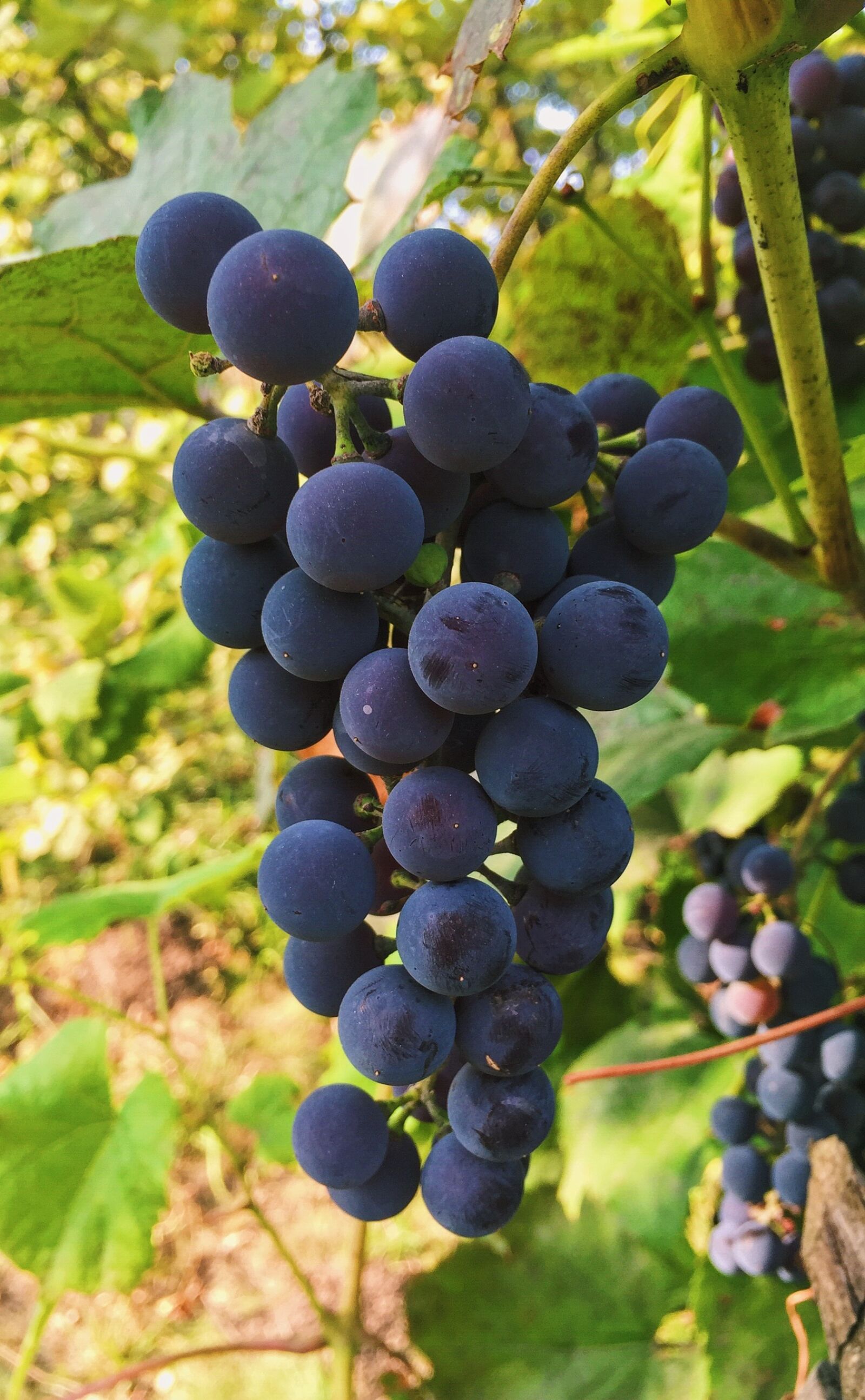 Apple iPhone 6 sample photo. Autumn, grapes, bunch of photography