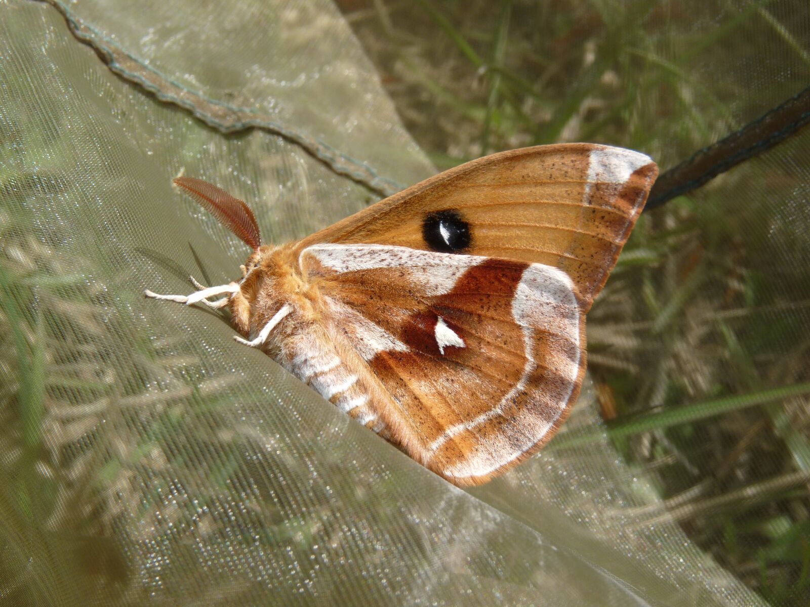 Panasonic Lumix DMC-FZ28 sample photo. Tau emperor, moth, saturniidae photography