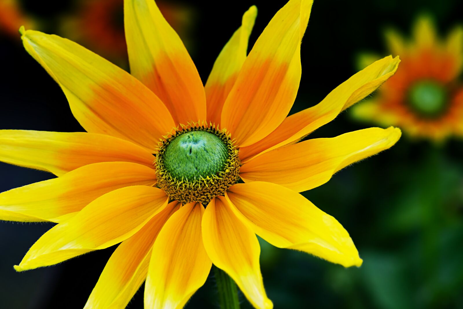 Fujifilm XF 55-200mm F3.5-4.8 R LM OIS sample photo. High hat, rudbeckia nidita photography