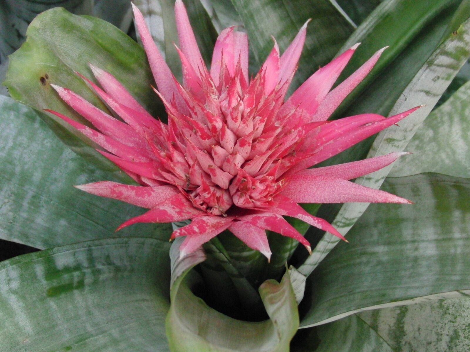 CASIO EX-FC100 sample photo. Aechmea striped, aechmea fasciata photography