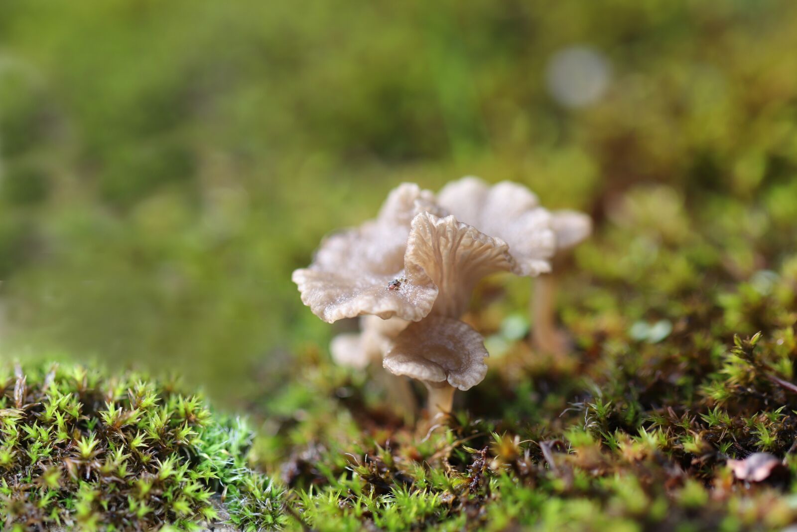 Canon EF 100mm F2.8L Macro IS USM sample photo. Cotylidia, mushrooms, moss photography