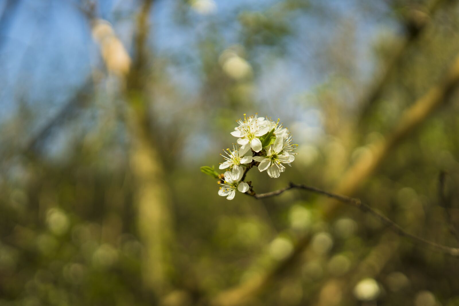 Sigma 30mm F2.8 EX DN sample photo. Cherry tree, cherry blossom photography