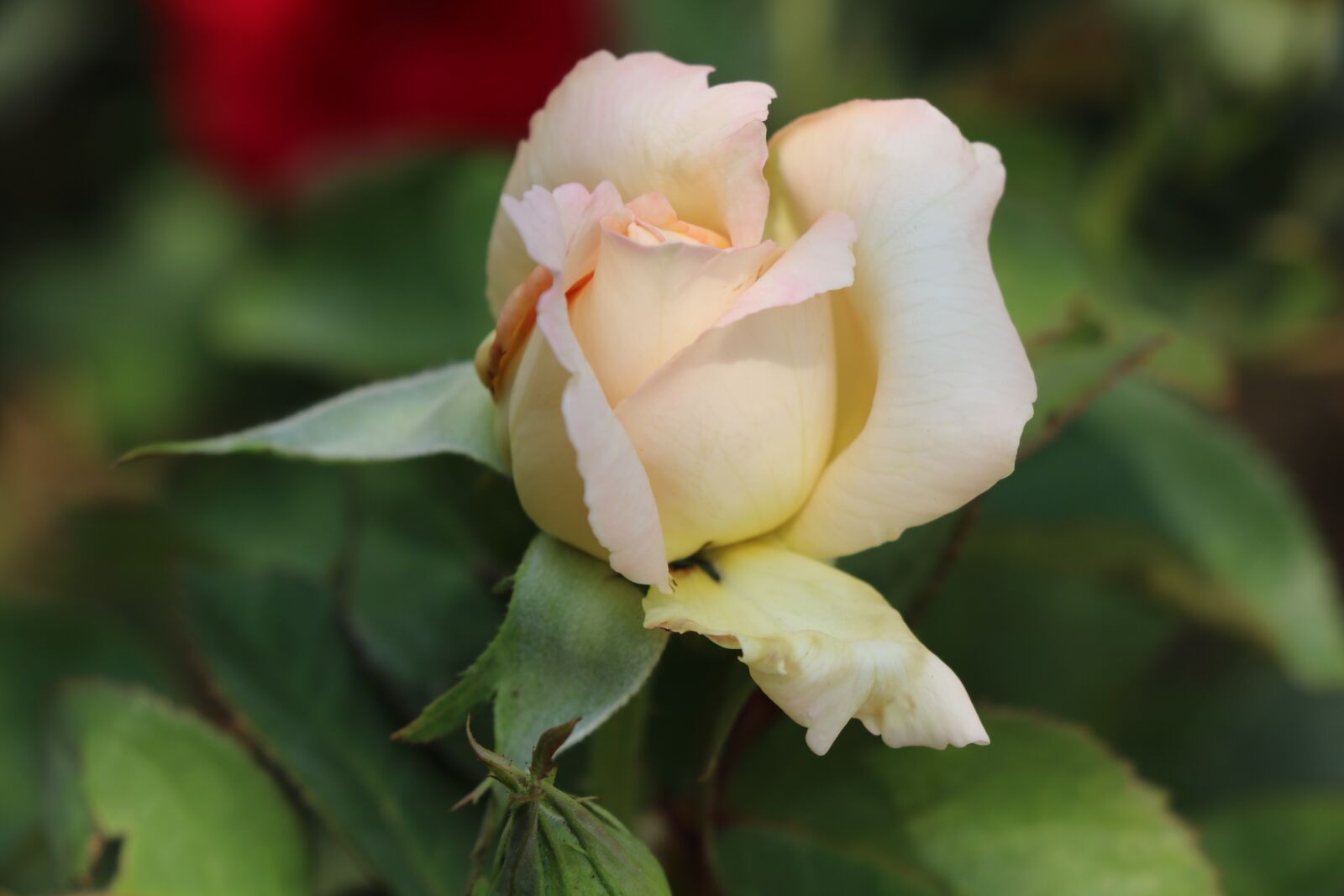 Canon EOS 750D (EOS Rebel T6i / EOS Kiss X8i) sample photo. Rose, flower, white photography