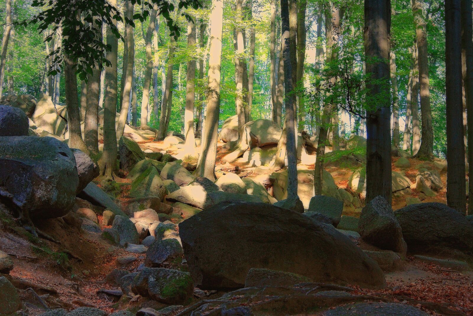 Canon EOS 1000D (EOS Digital Rebel XS / EOS Kiss F) sample photo. Nature, forest, trees photography