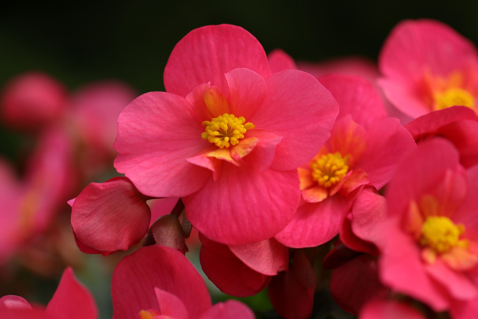 Canon EF 100mm F2.8L Macro IS USM sample photo. Begonia, flowers, red photography