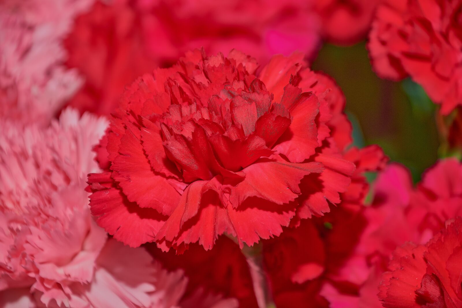 Nikon D7200 sample photo. Red carnation, flower, plant photography