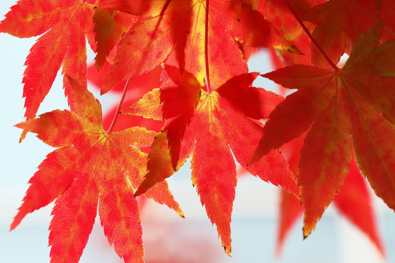 Canon EOS 800D (EOS Rebel T7i / EOS Kiss X9i) sample photo. Autumn, autumn leaves, colorful photography
