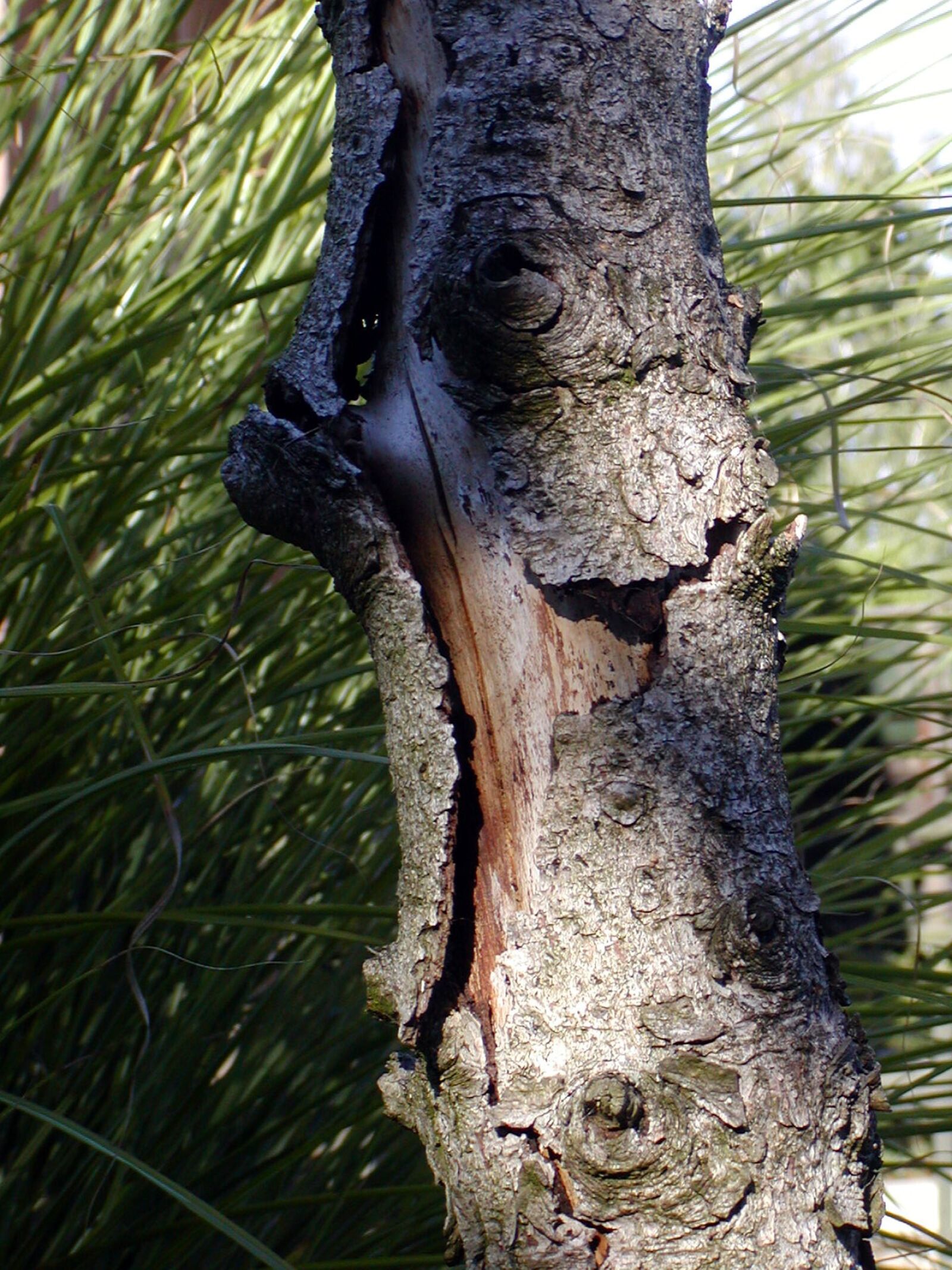 Olympus C700UZ sample photo. Tree, old, bark photography