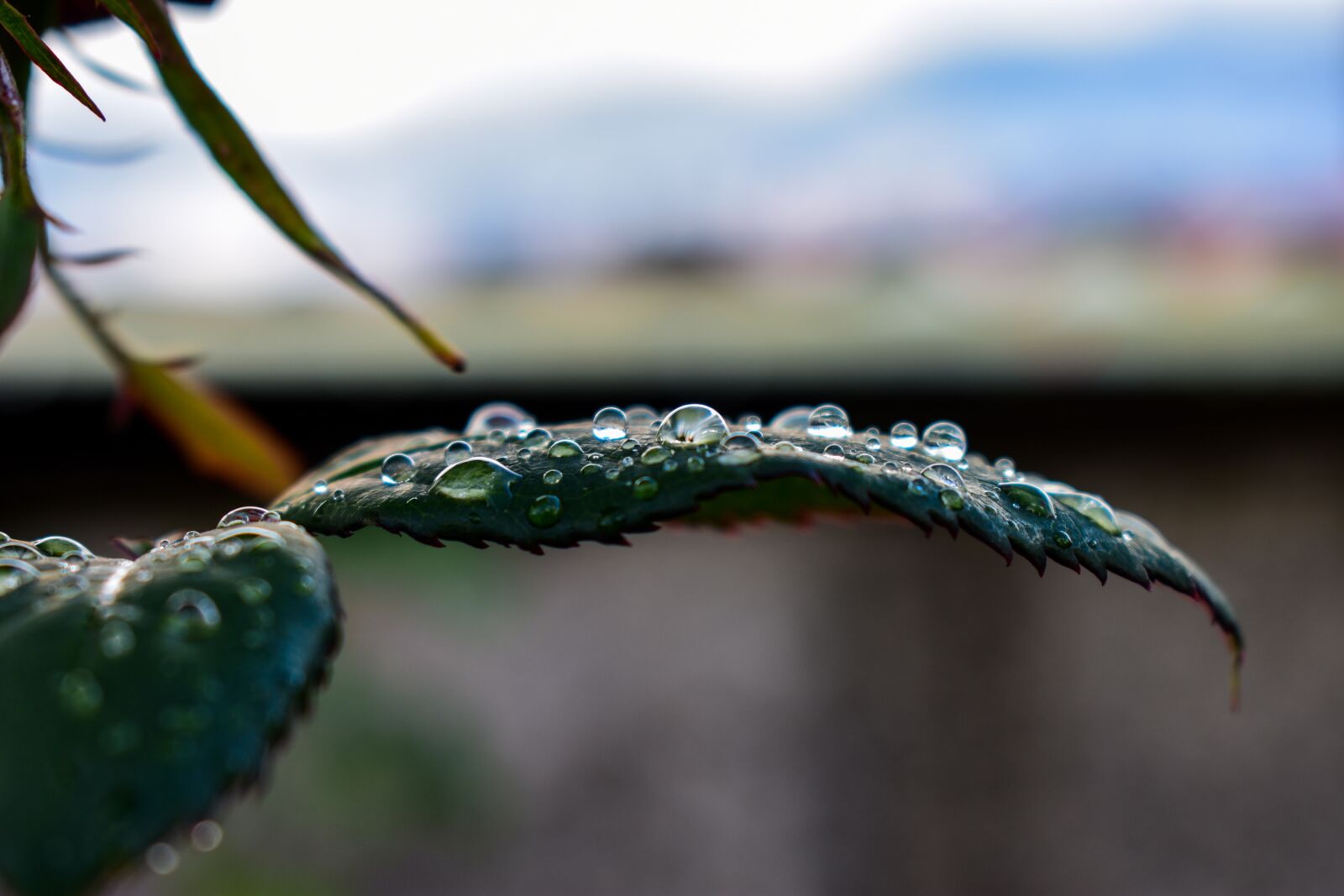 Nikon D3400 sample photo. Drops of water, nature photography