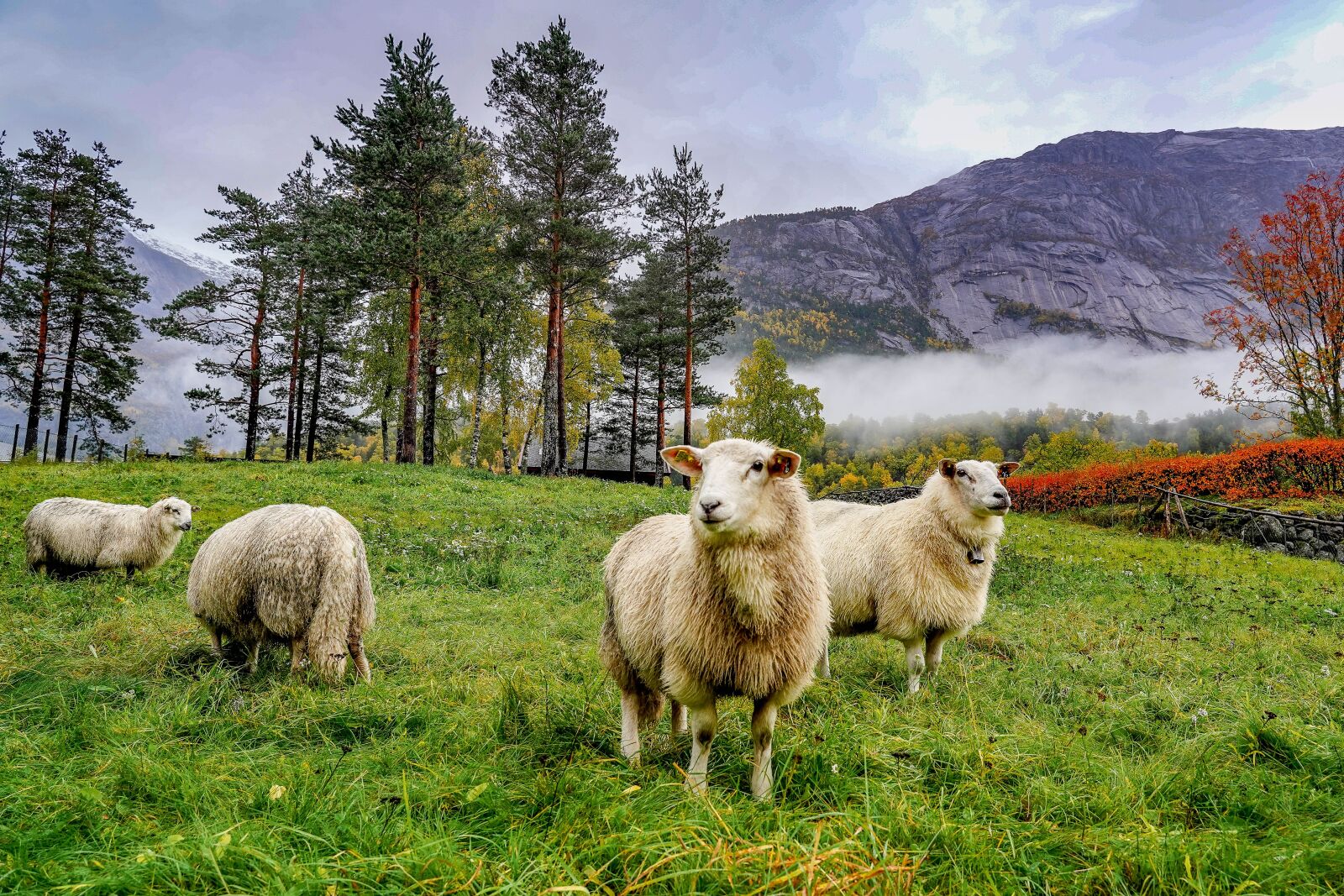 Sony FE 24-105mm F4 G OSS sample photo. Sheep, mountains, norway photography