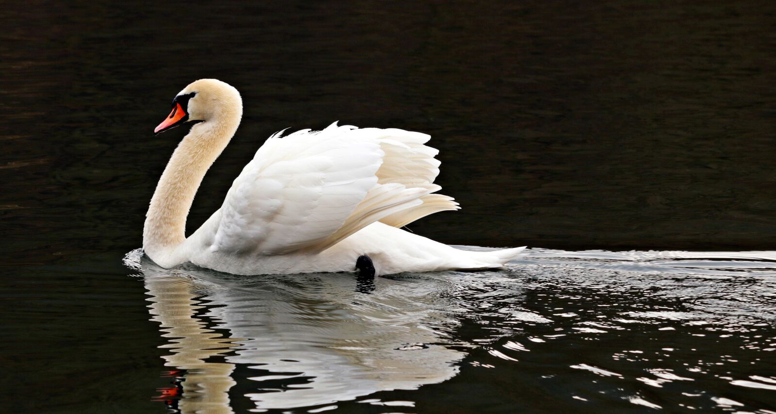 Canon EOS 80D sample photo. Swan, water, white photography