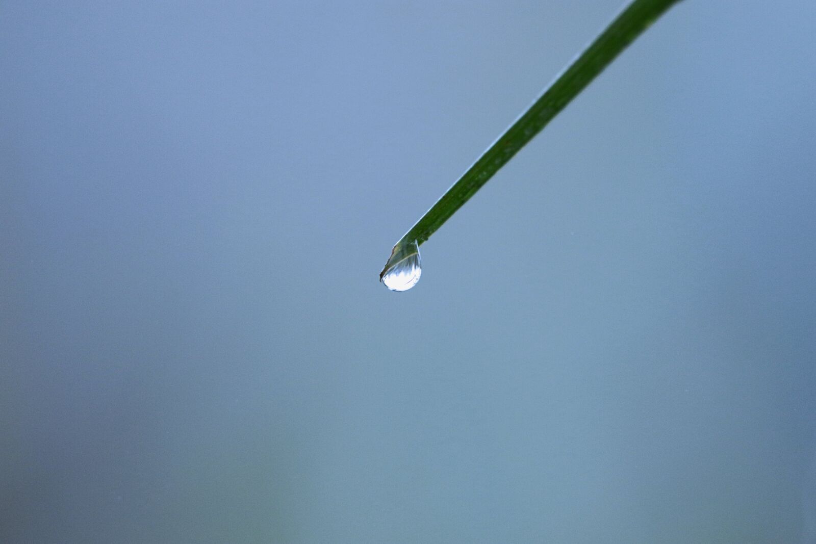 Canon EOS 7D Mark II sample photo. Pearls, drops, dew photography