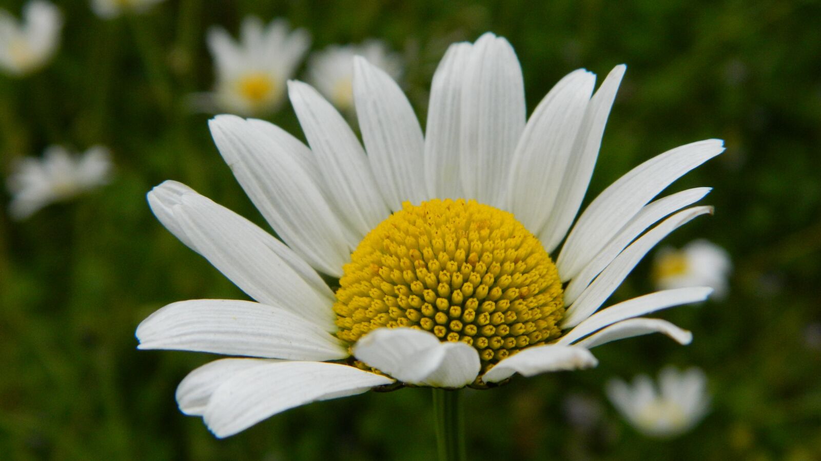 Nikon Coolpix L120 sample photo. Daisy, meadow, flower photography
