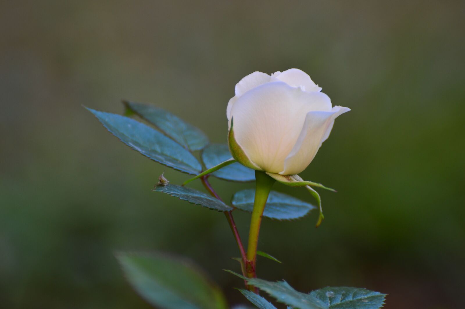 Nikon D3200 sample photo. Rose, white rose, white photography