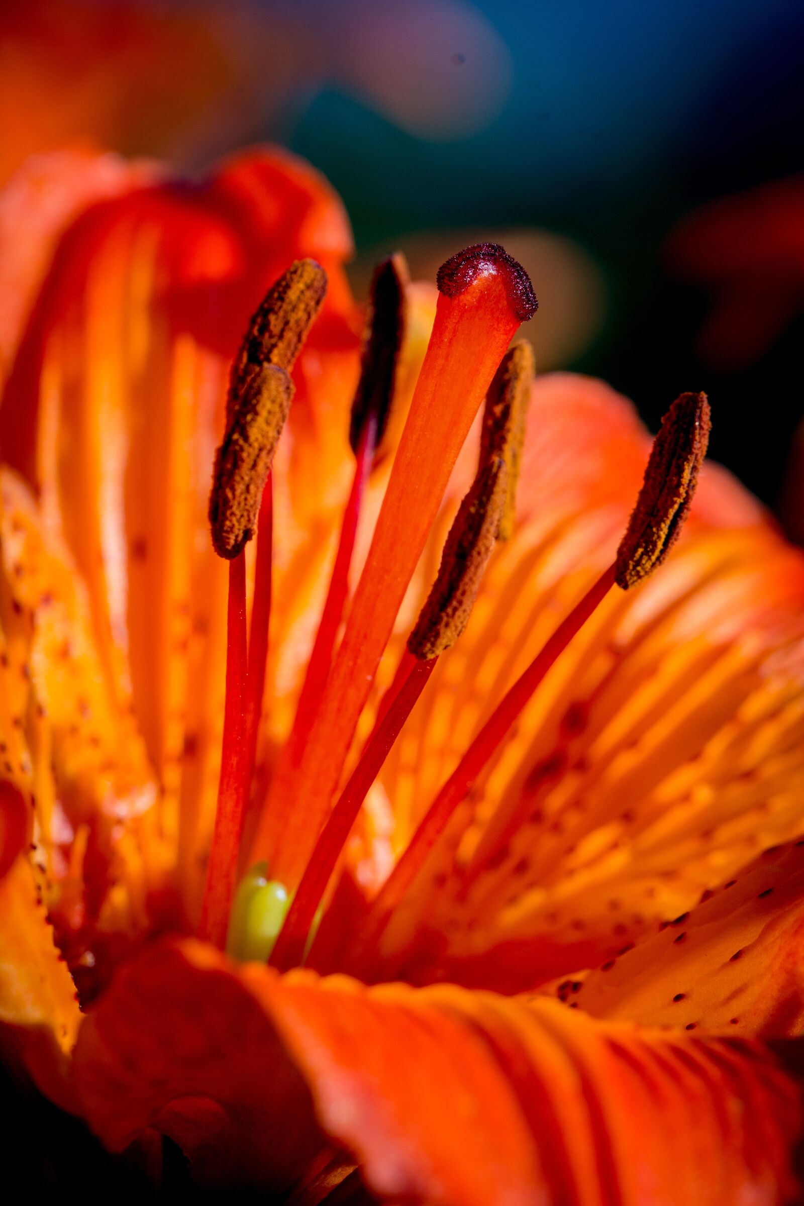 Nikon D7100 sample photo. Fire-lily, lilium bulbiferum, stamen photography