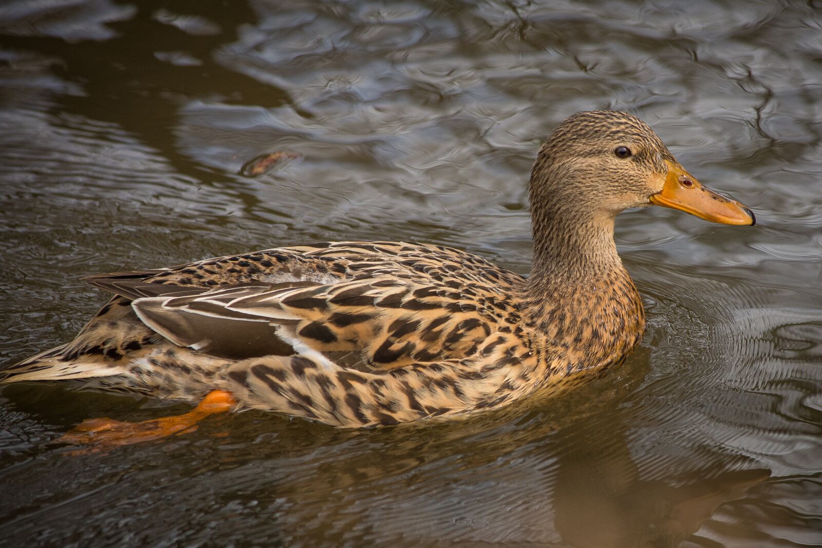 Nikon D7200 sample photo. Ducks, mallards, landscape photography