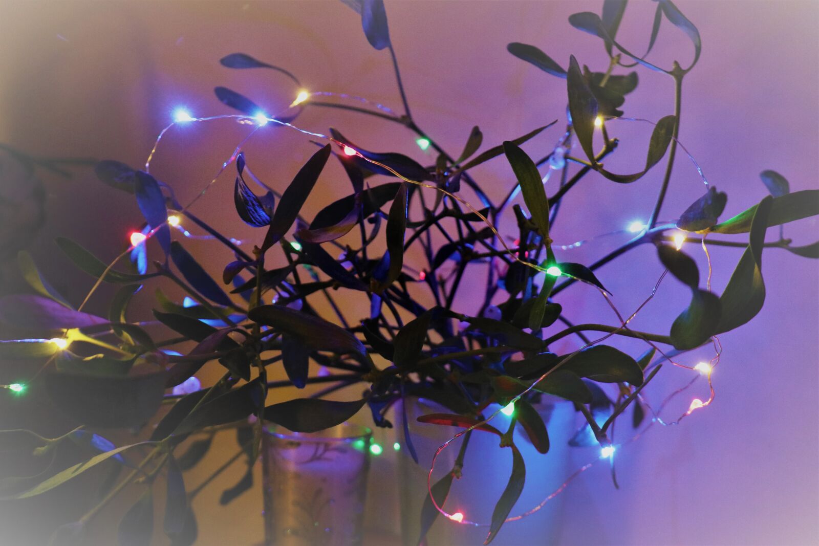 Canon EOS M6 sample photo. Mistletoe, light, mood photography
