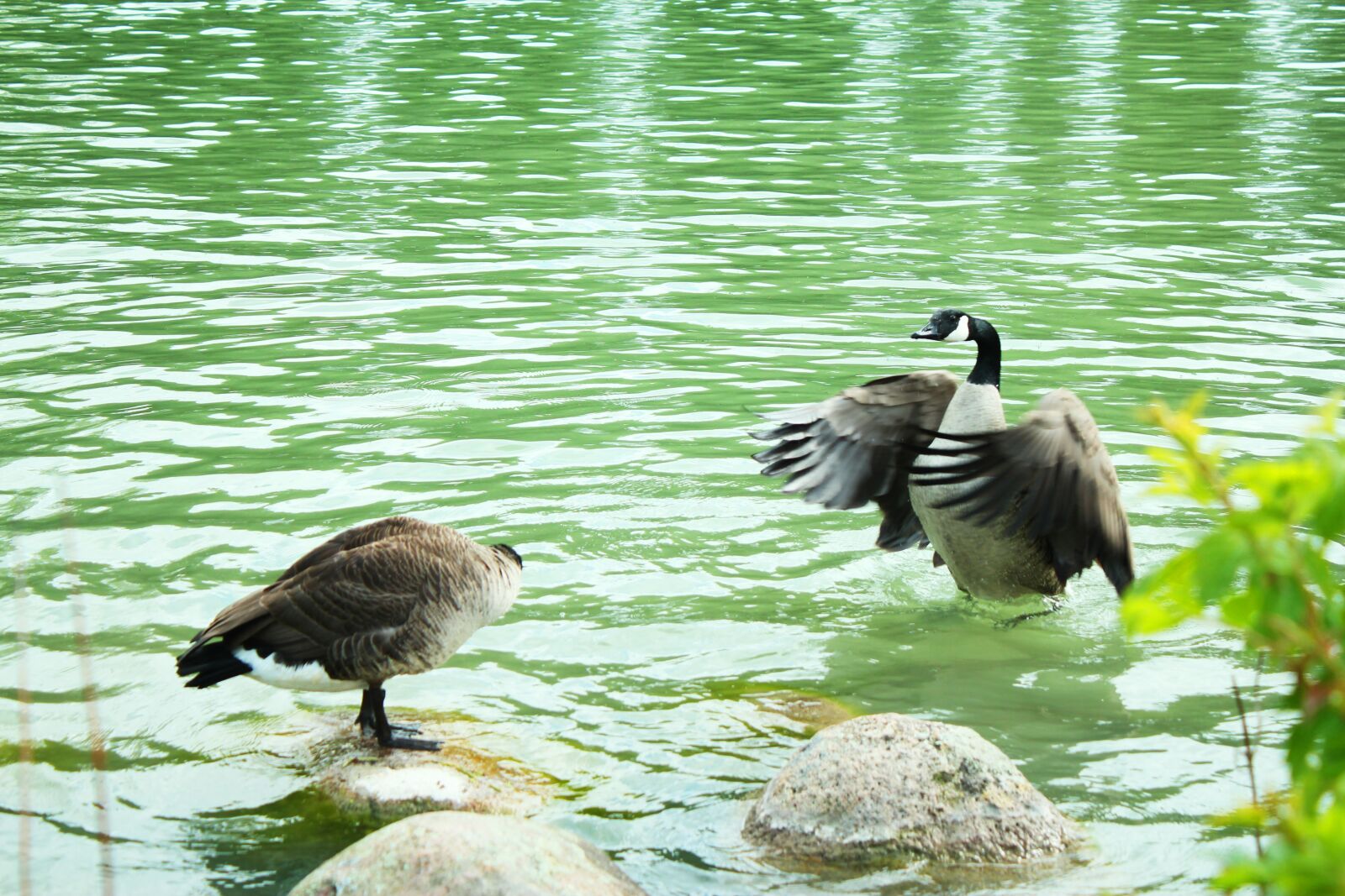 Canon EOS 550D (EOS Rebel T2i / EOS Kiss X4) sample photo. Duck, water, canadian photography