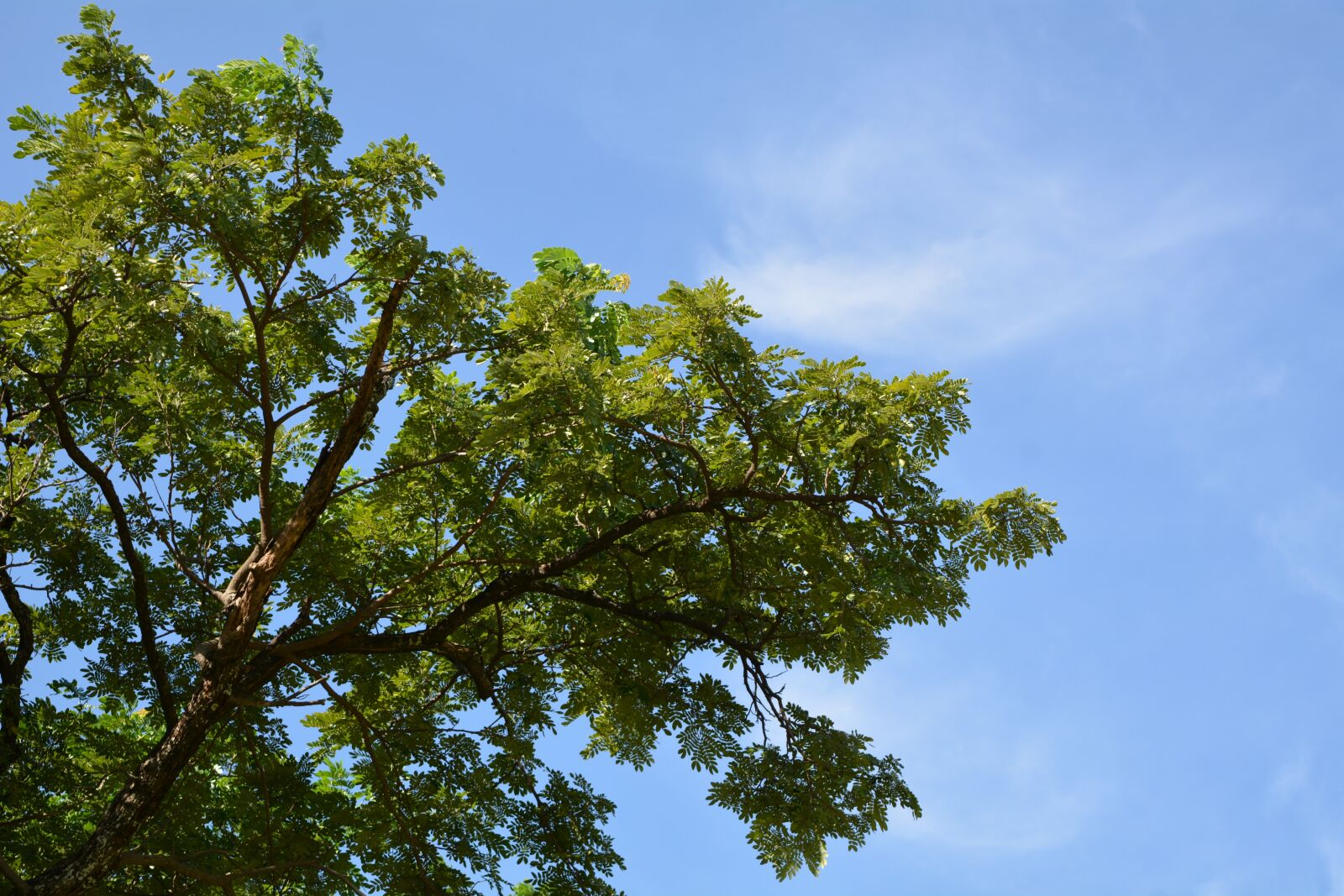 Nikon D7100 sample photo. Sky tree, natural, tree photography
