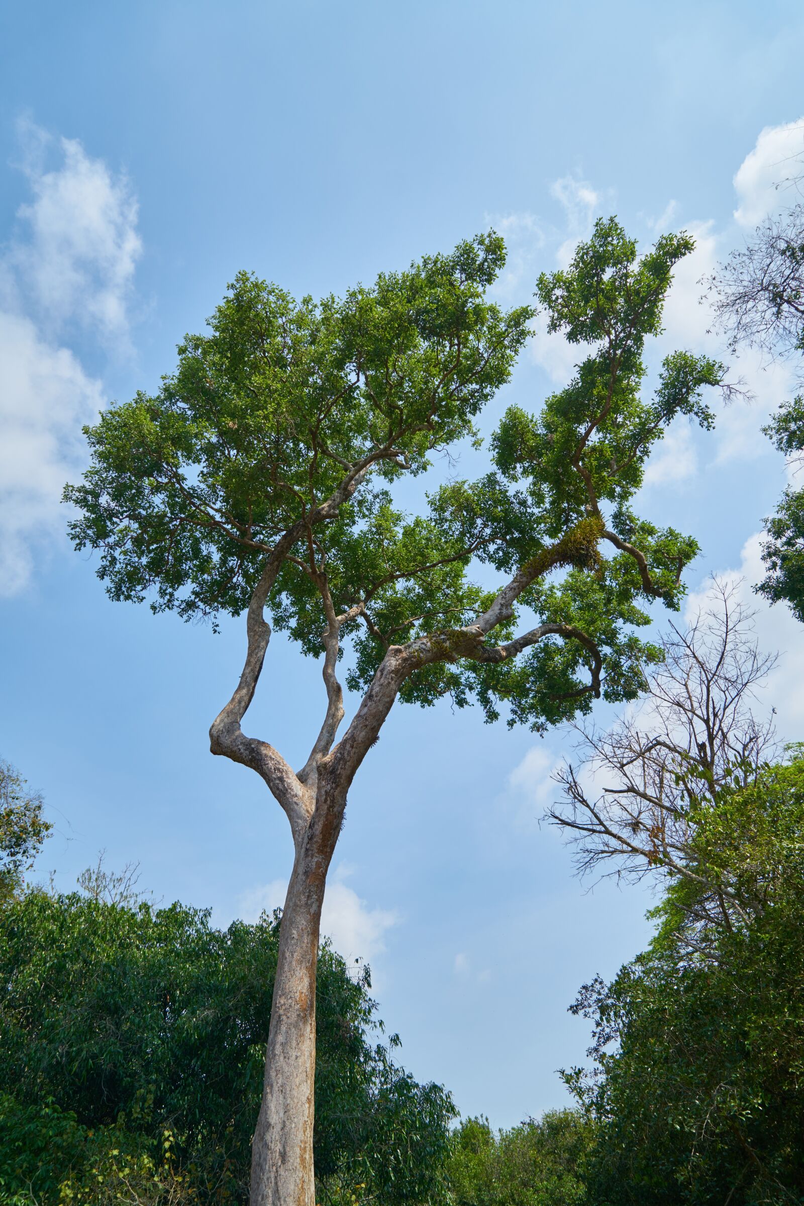 Sony a7R II sample photo. Nature, tree, no one photography
