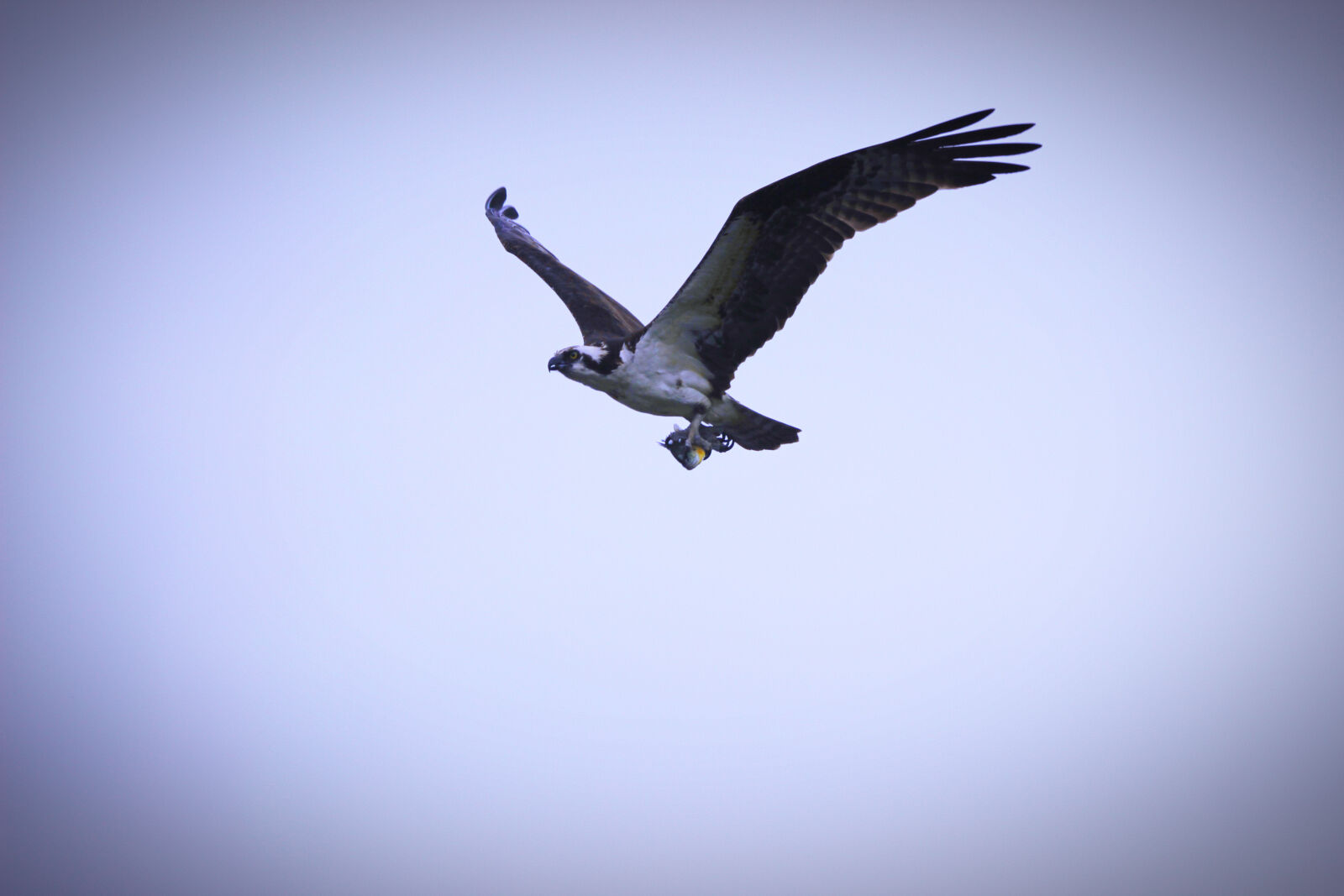 Canon EOS 600D (Rebel EOS T3i / EOS Kiss X5) sample photo. Animal, beak, bird, claws photography