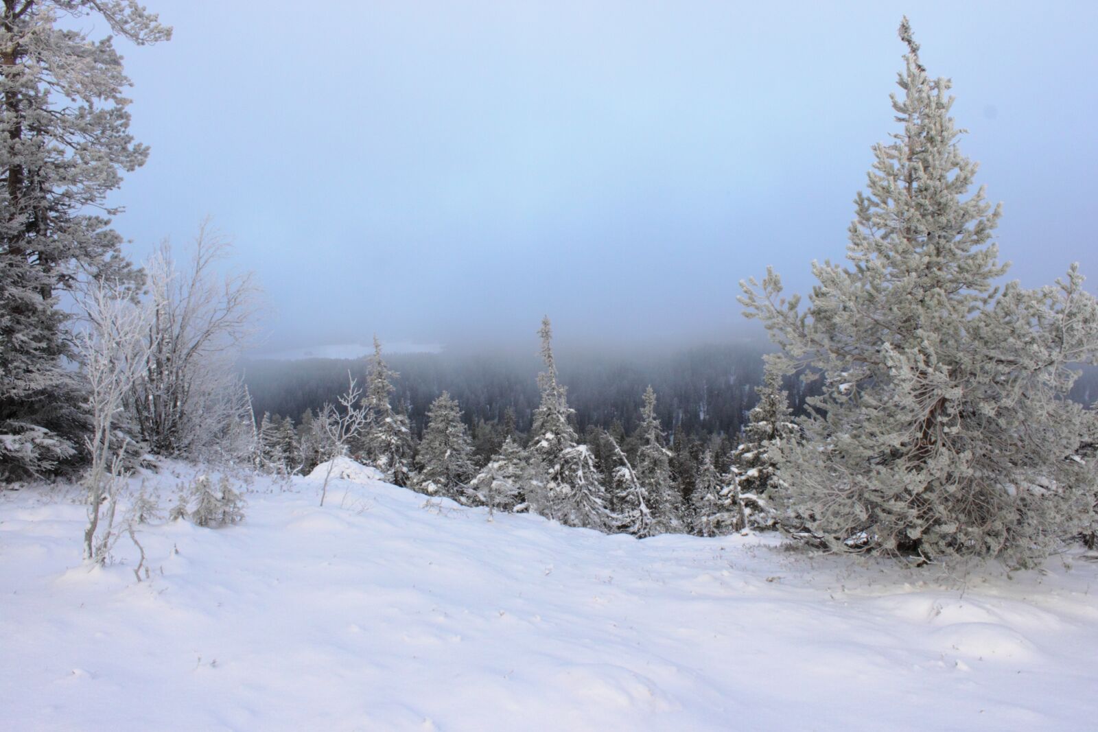 Canon EOS 500D (EOS Rebel T1i / EOS Kiss X3) sample photo. Snow, fog, winter photography