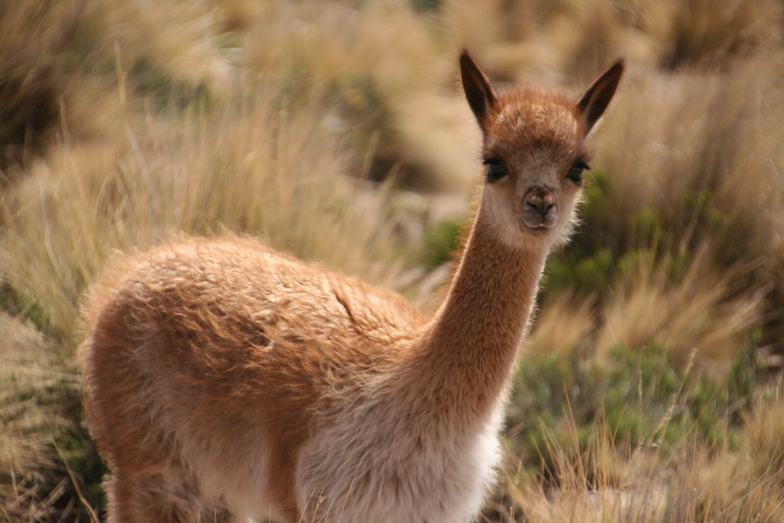 Canon EOS 350D (EOS Digital Rebel XT / EOS Kiss Digital N) sample photo. Alpaca, peru, animal world photography
