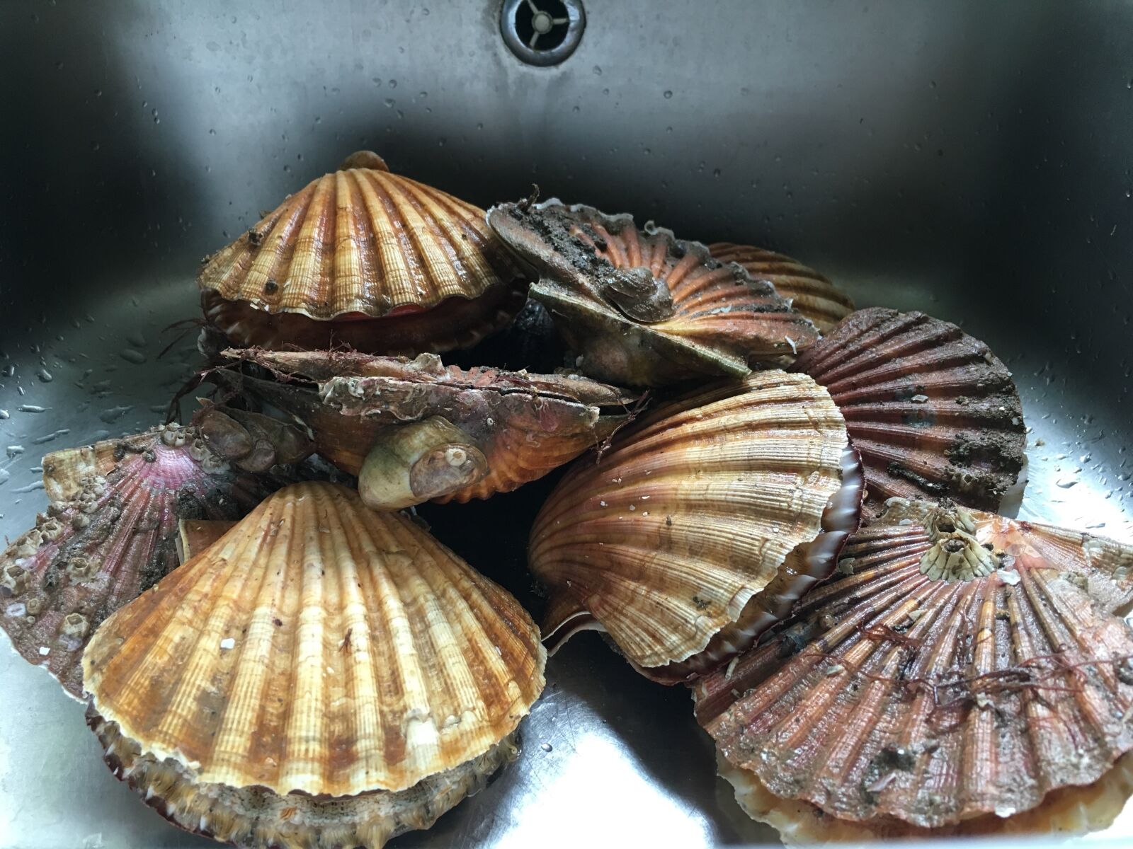 Apple iPhone 6s sample photo. Scallops, sink, stainless photography