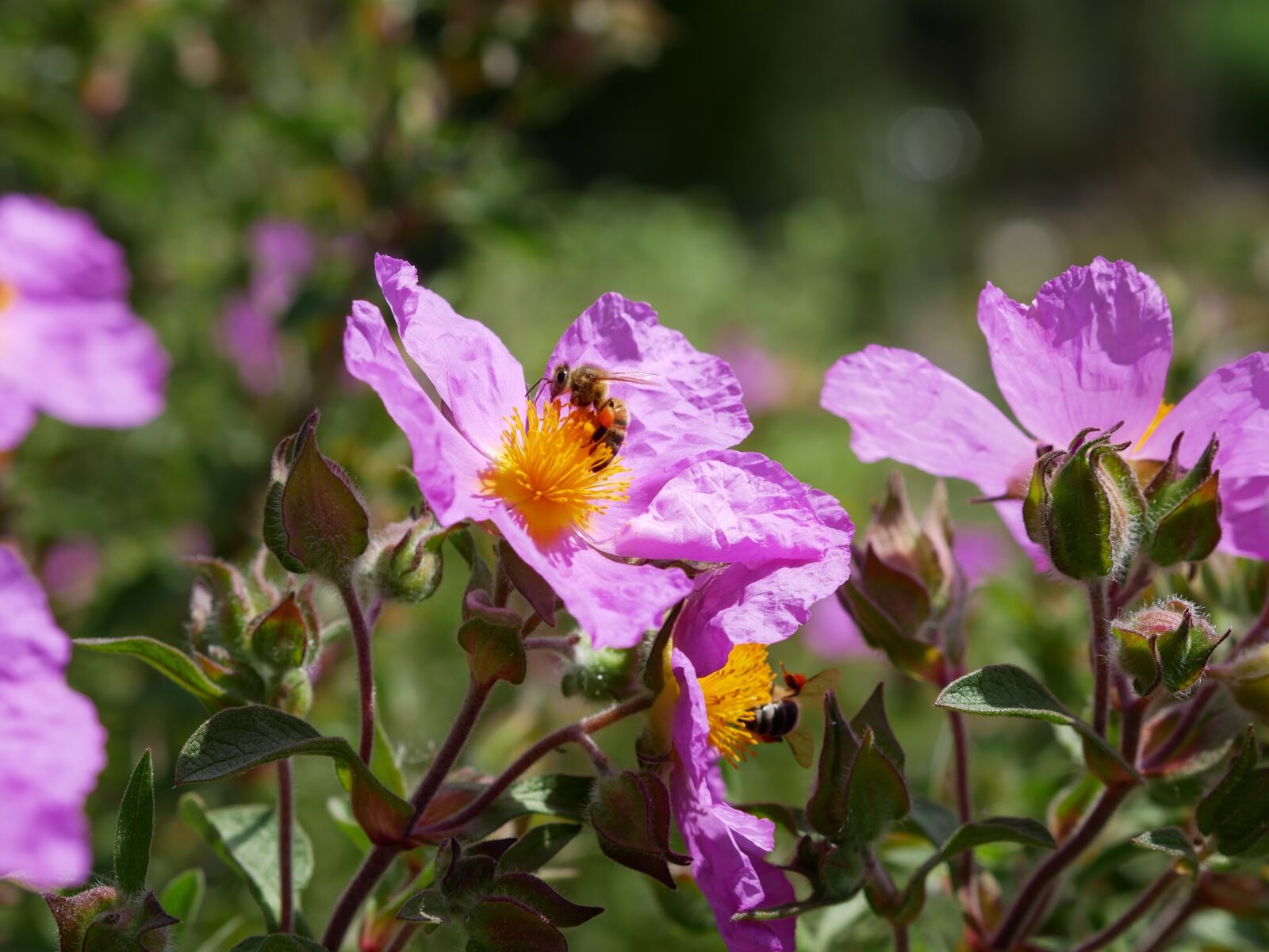 Panasonic Lumix DMC-GX85 (Lumix DMC-GX80 / Lumix DMC-GX7 Mark II) sample photo. Wild rose, purple, blossom photography
