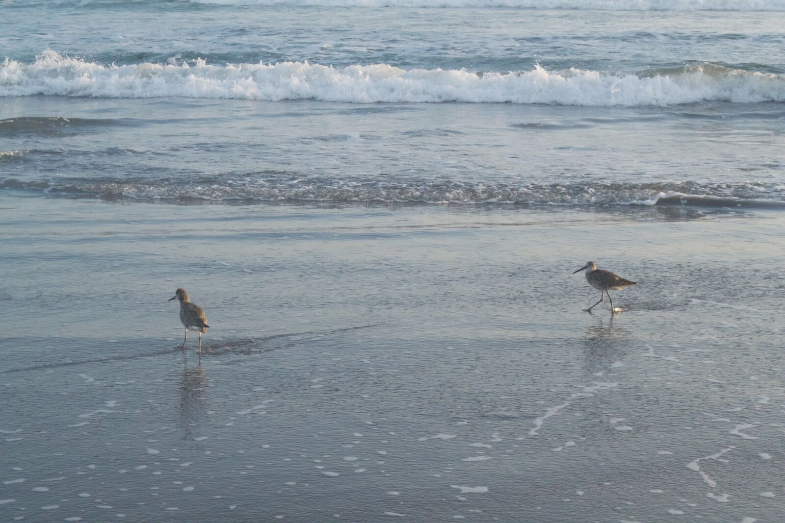 Nikon D3100 sample photo. Beach, birds, sea photography