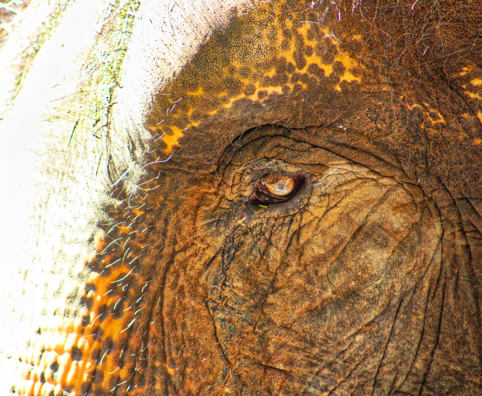 Canon EOS 1200D (EOS Rebel T5 / EOS Kiss X70 / EOS Hi) + Canon EF 75-300mm f/4-5.6 sample photo. Elephant photography